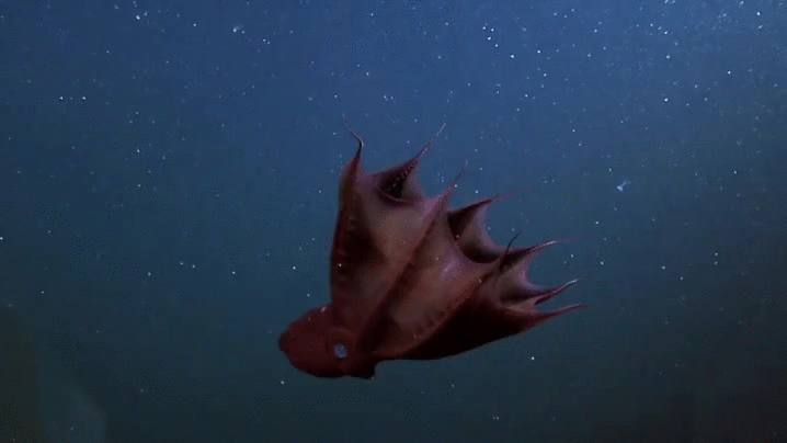 Vampyroteuthis infernalis